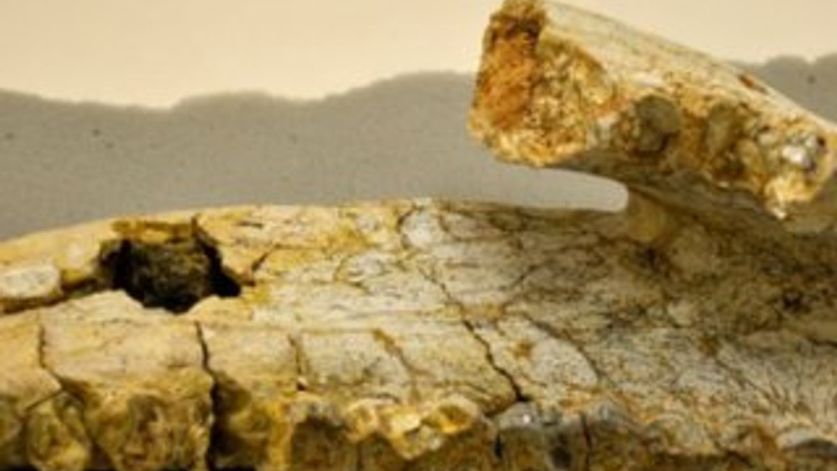 Kırşehir'de 8 milyon yıllık hayvan fosilleri bulundu