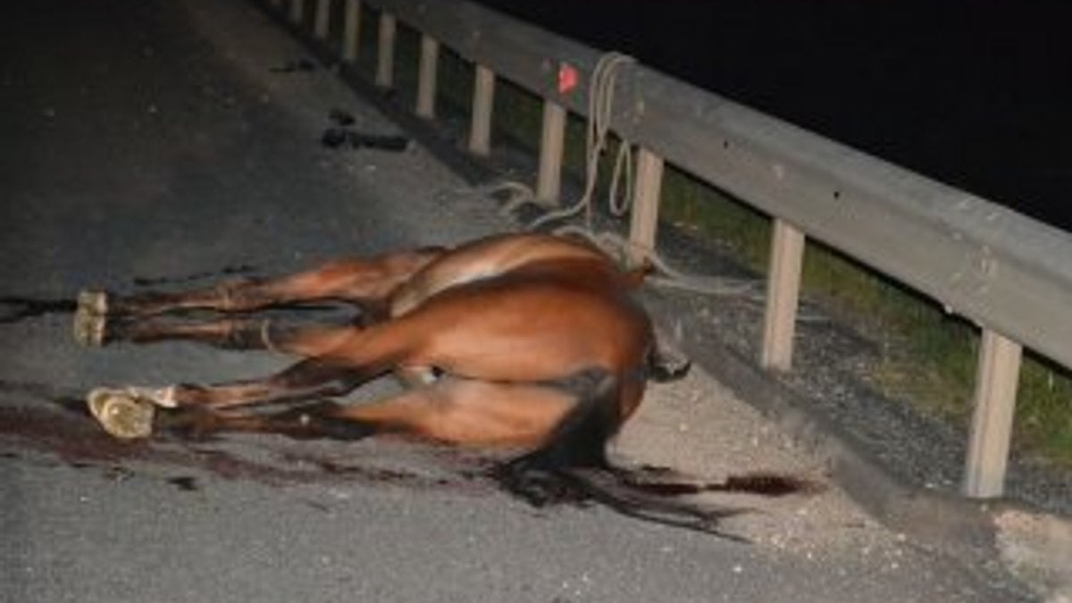 Spiker ölüme bırakılan at haberinin devamını getiremedi