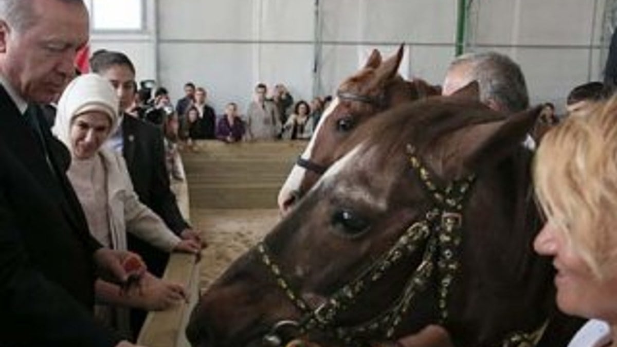 Katar Emiri Türkiye'ye 53 Arap atı gönderdi