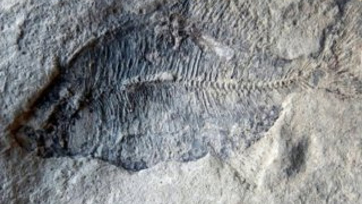 Kanada'da 60 milyon yıllık fosil bulundu