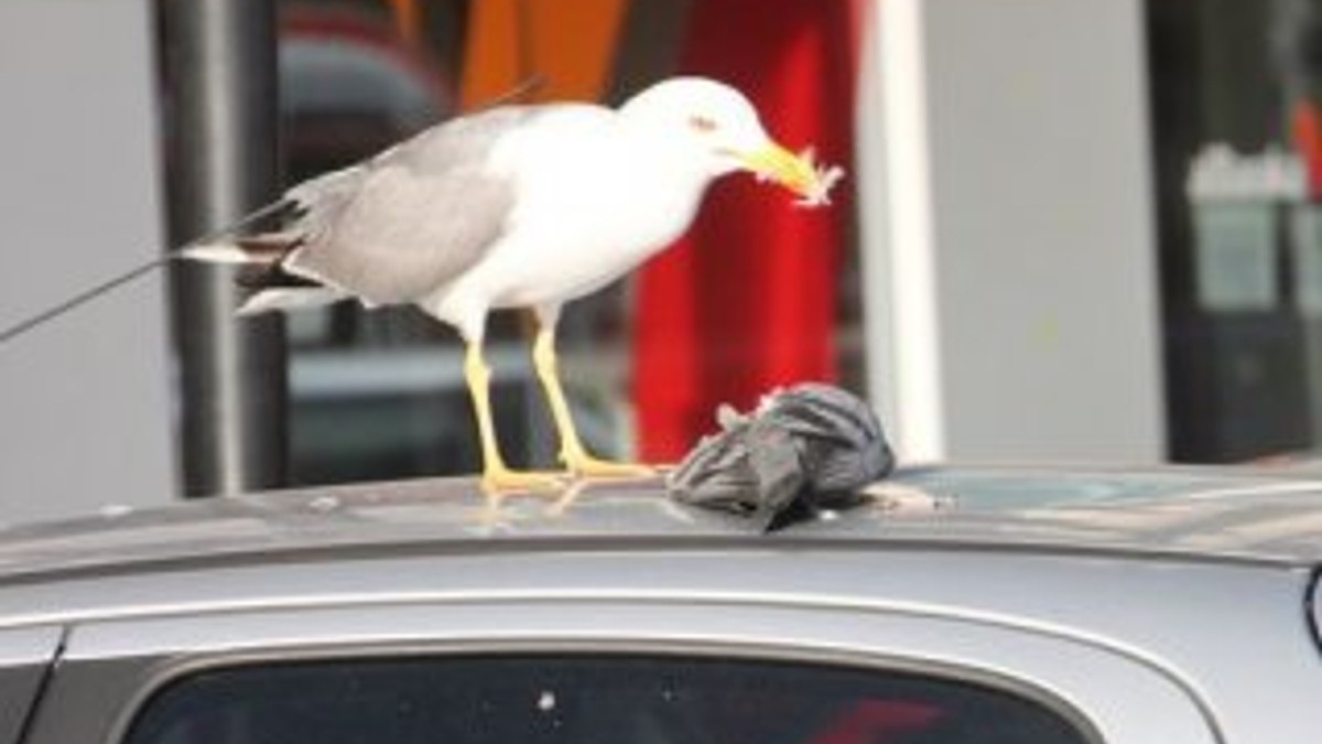 Zonguldak'ta aç kalan martı güvercini yedi