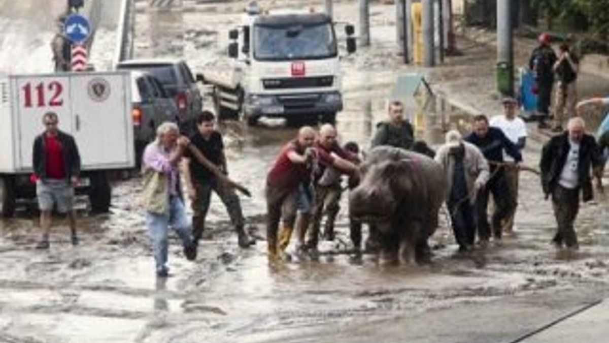 Gürcistan'ı vahşi hayvanlar bastı