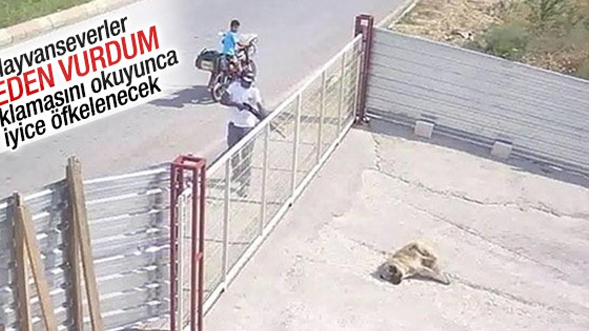 Edirne'de köpeği pompalı tüfekle vuran adam konuştu