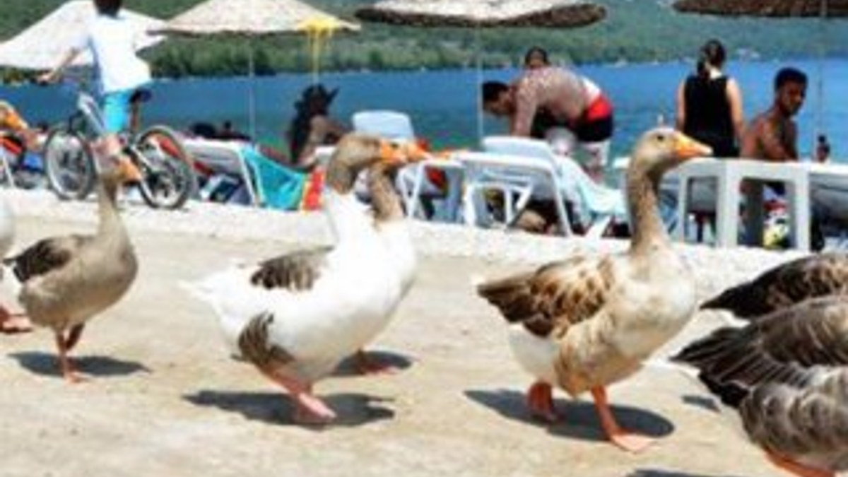 Muğla'da kazlar turistlerle denize giriyor