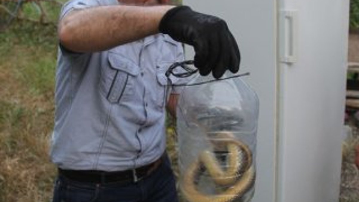 Bartın'da buzdolabına giren yılanı yetkili servis çıkardı