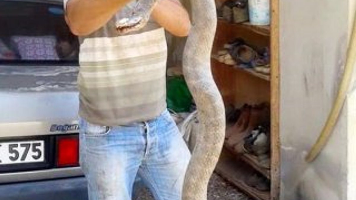 Antalya'da yılanlar evlere yaklaşmaya başladı