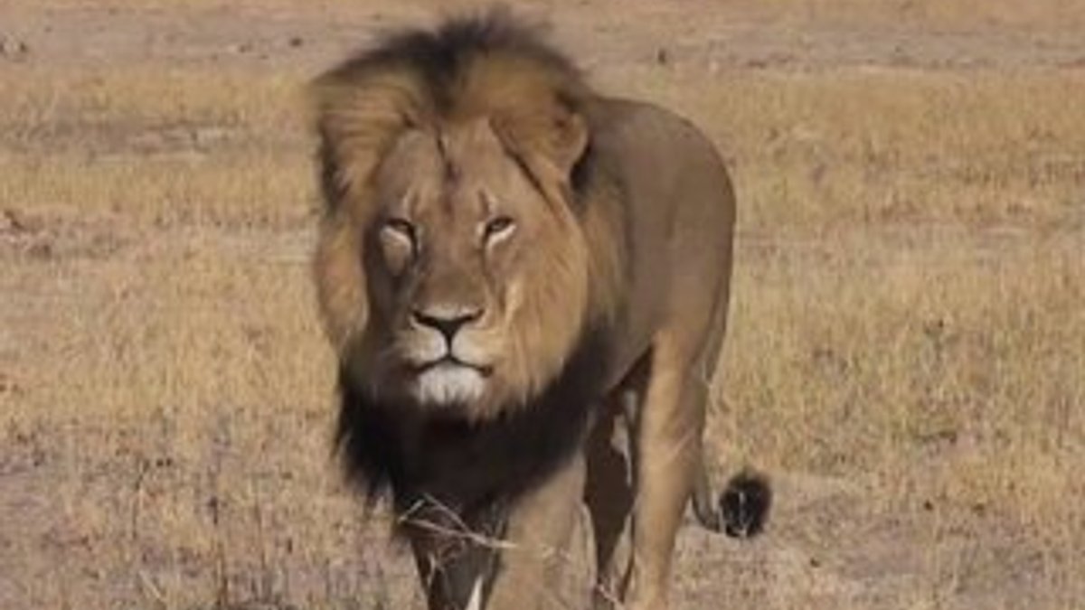 Afrika'nın en ünlü aslanı derisi yüzülmüş halde bulundu