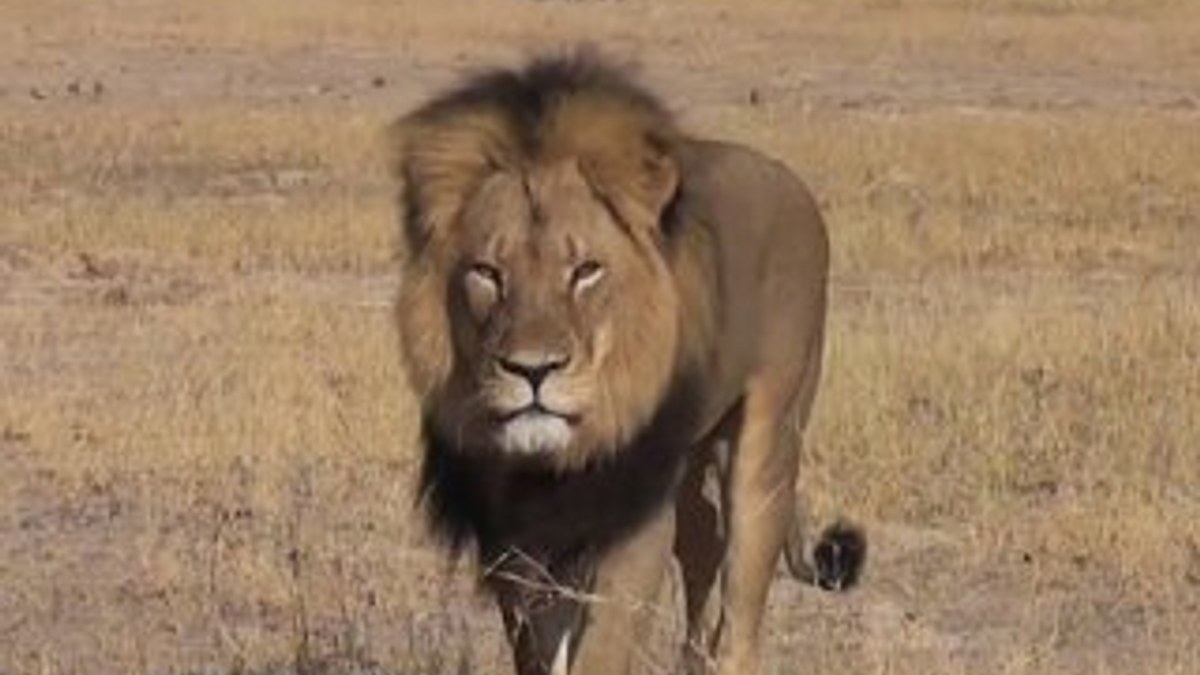 Afrika'nın ünlü aslanı Cecil'in katili bulundu