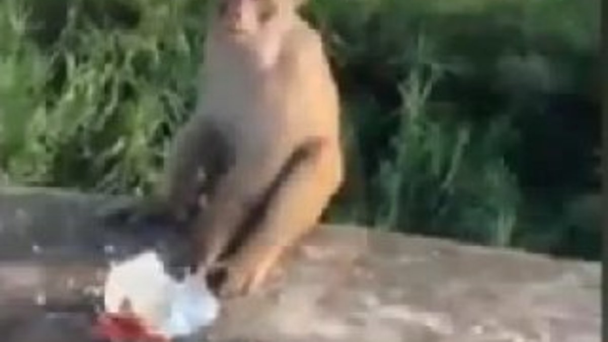 Malezya'da maymunu havai fişekle öldürdüler