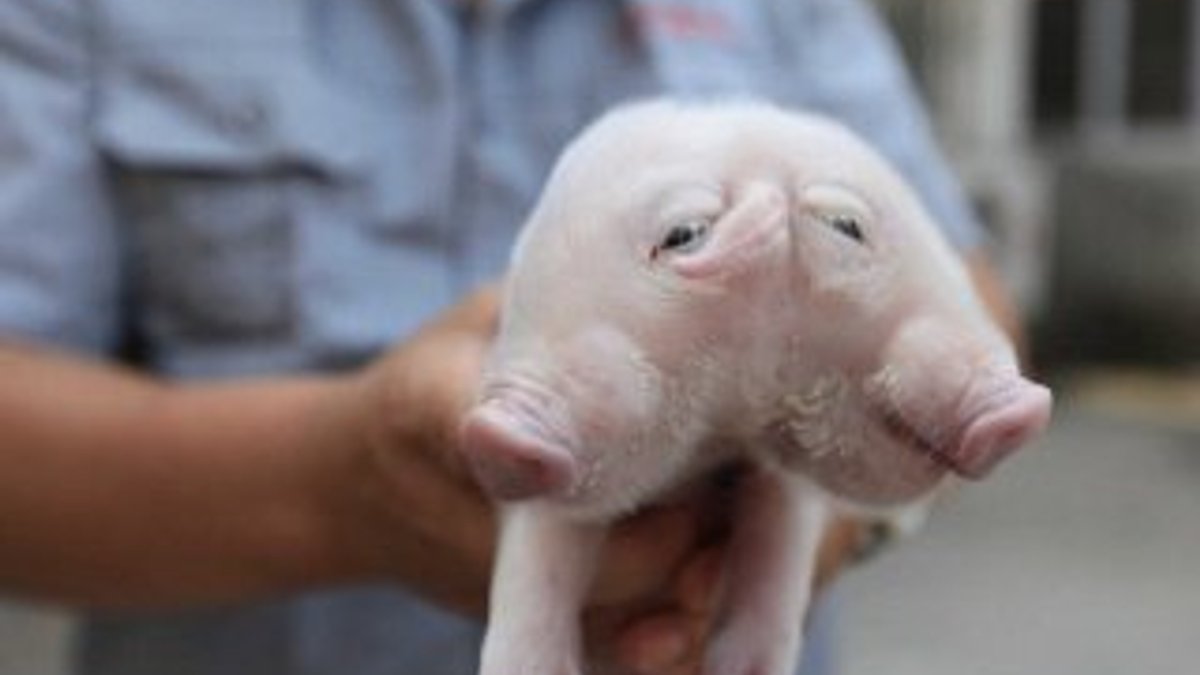 Çin'de iki başlı domuz bulundu