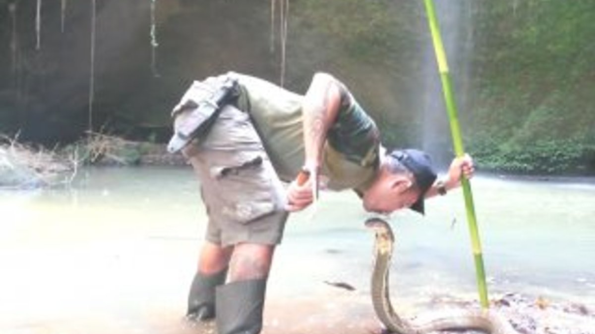 Yılan avcısı kobrayı başından öptü İZLE