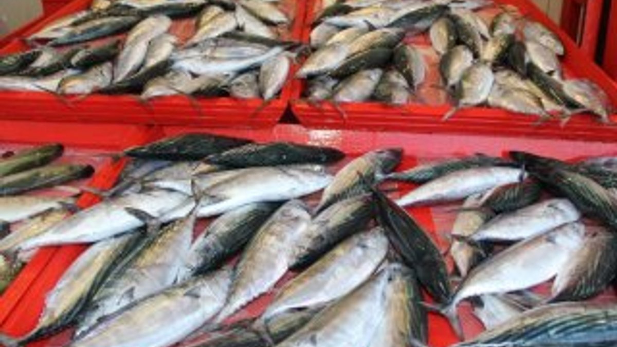 Marmara’da balık bolluğu fiyatları düşürdü