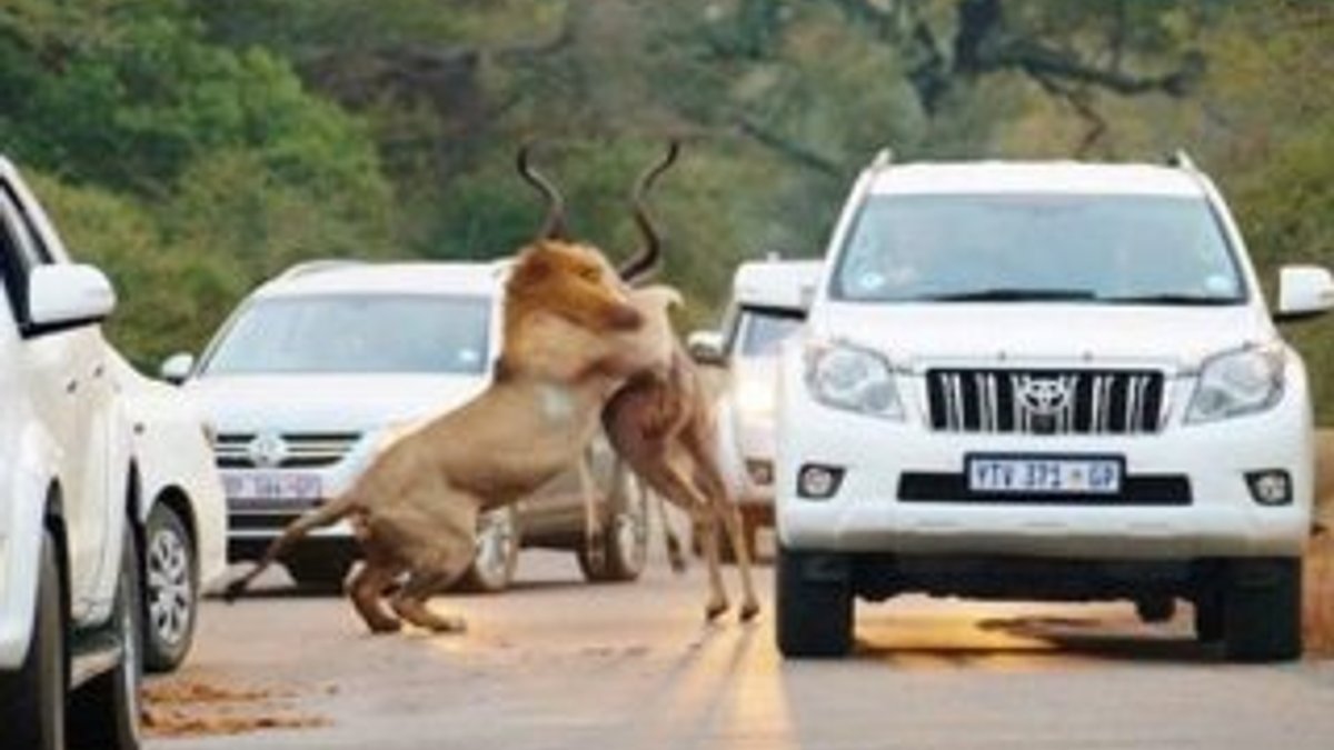 Aslanlar trafiğin ortasında avını parçaladı