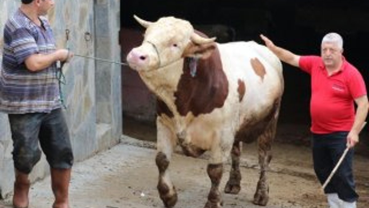 Eskişehir'de kurbanlık hayvana küfür edene para cezası