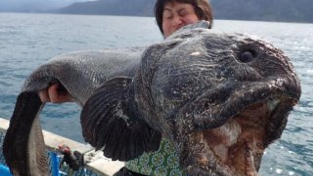 Fukuşima'dan denizdeki canlıların da etkilendiği iddia edildi