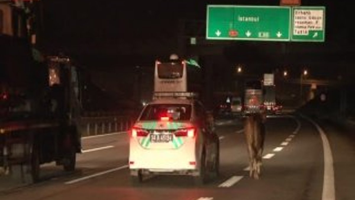 Kurbanlık boğa Kocaeli'nden İstanbul'a kaçtı