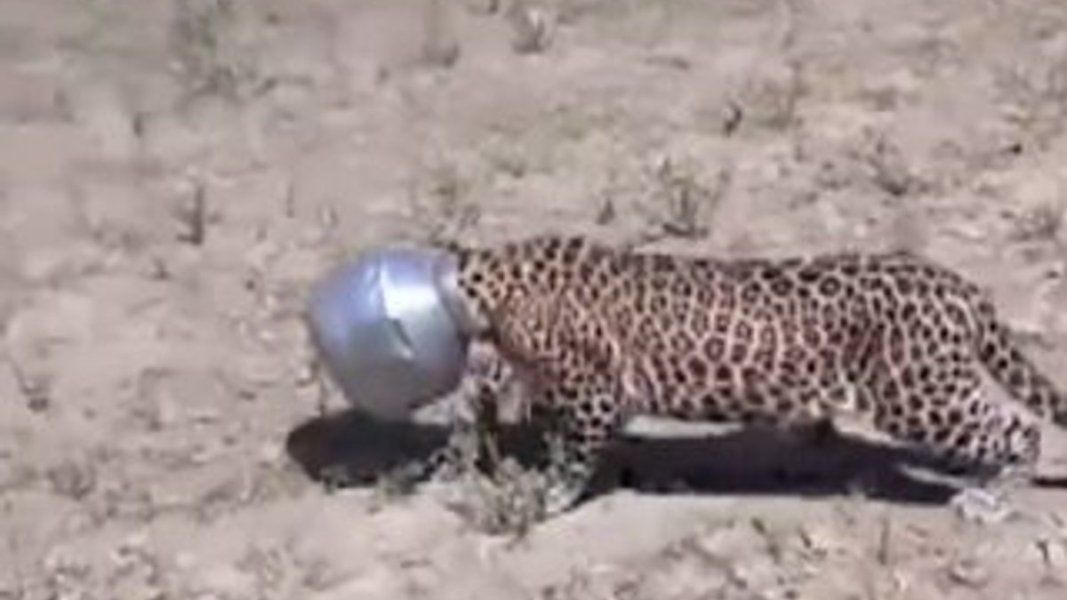 Su arayan leopar başını metal çömleğe sıkıştırdı