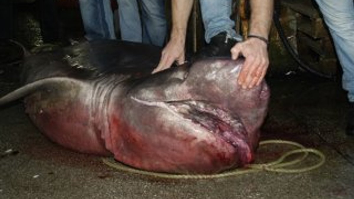 Marmara Denizi'nde dev köpek balığı yakalandı
