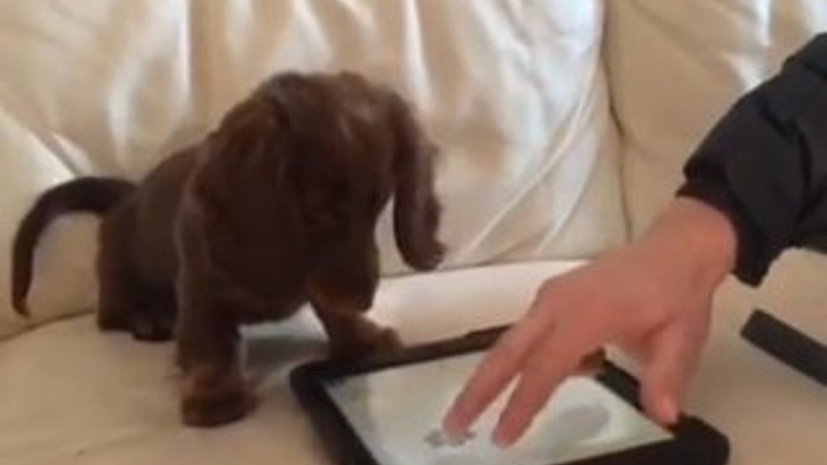 Bu köpek iPad'le oynuyor