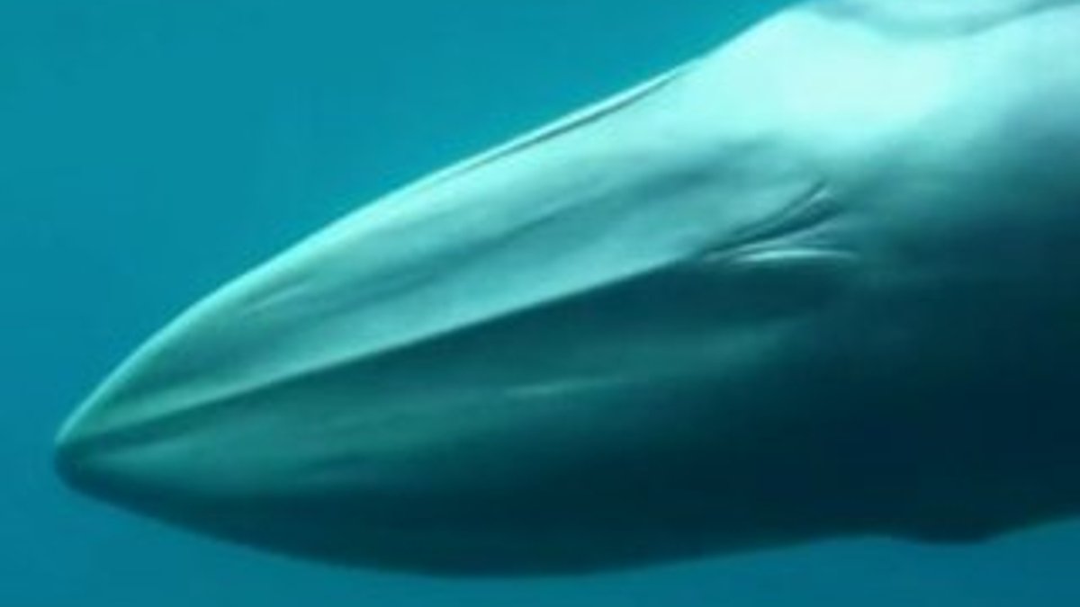 Omura balinaları ilk kez görüntülendi