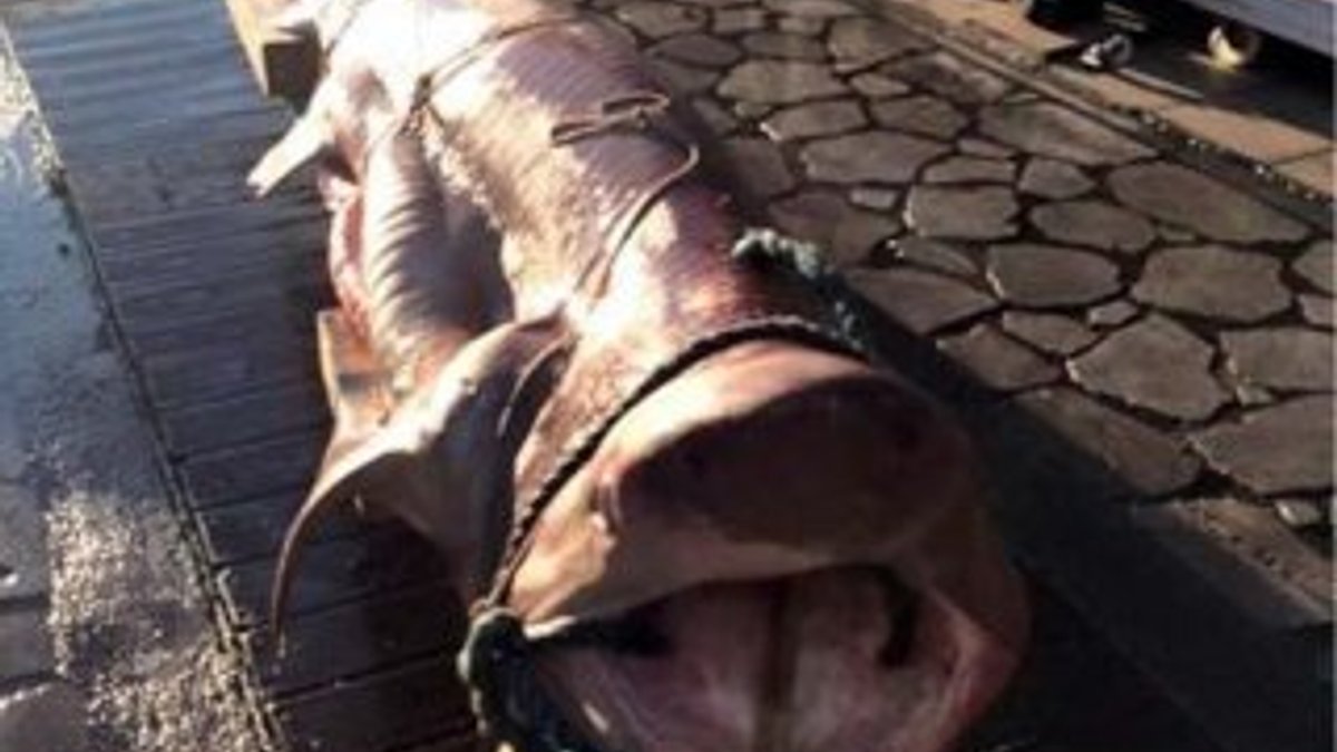 Ege'de 3.5 metrelik köpek balığı yakaladılar