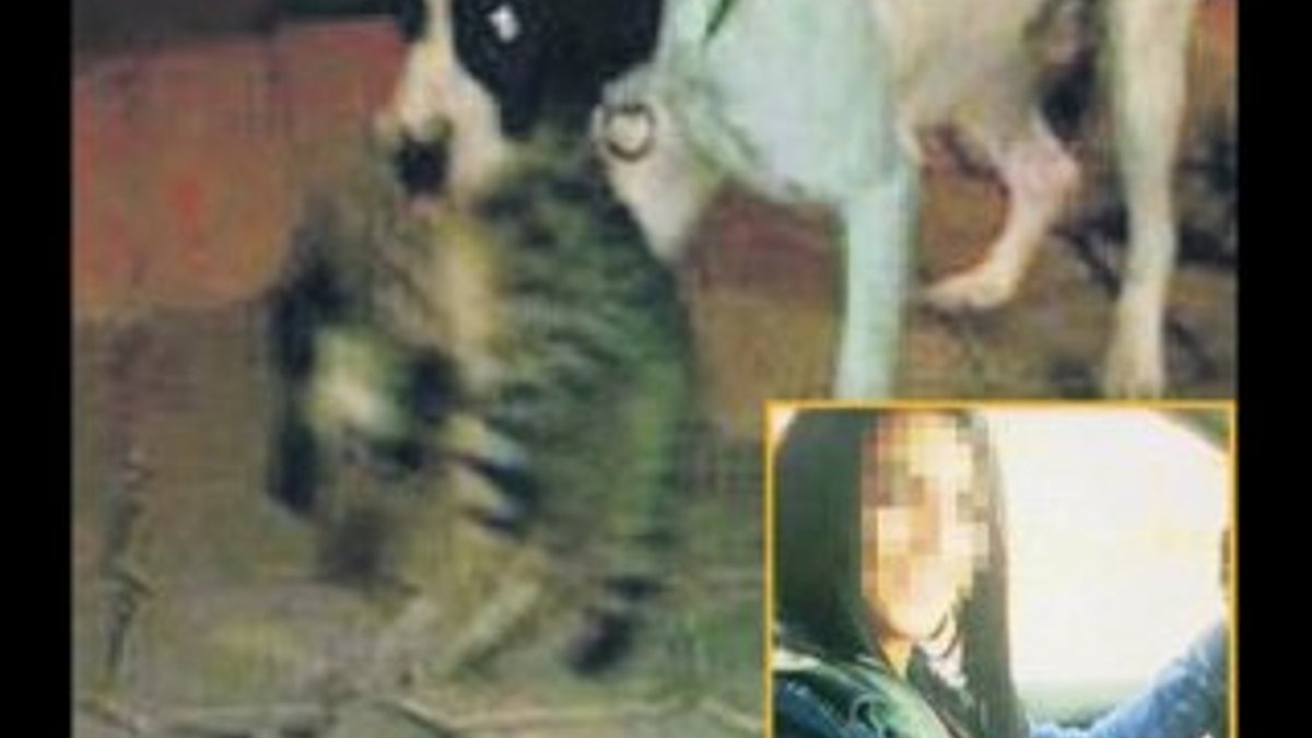 Samsun'da genç kız köpeğine kedileri parçalattı