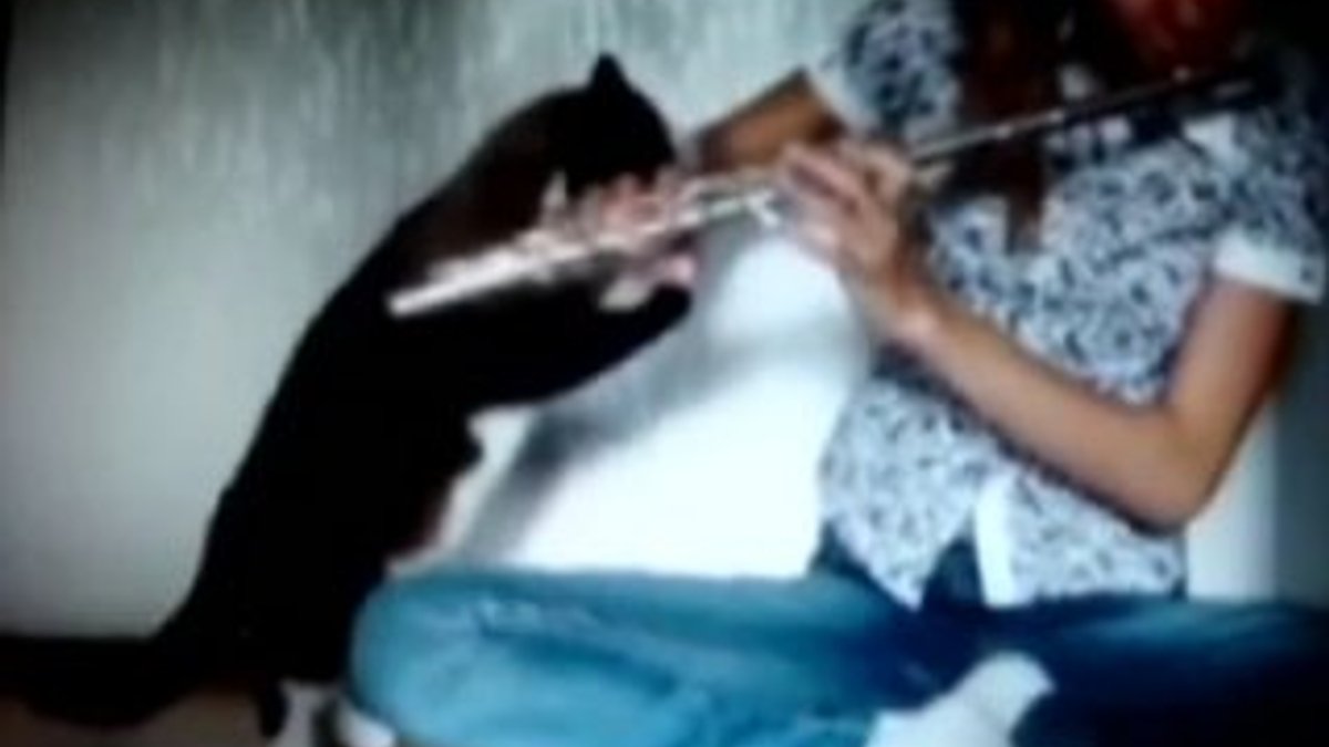 Flüt sesini beğenmeyen kedi küçük kızı ısırdı