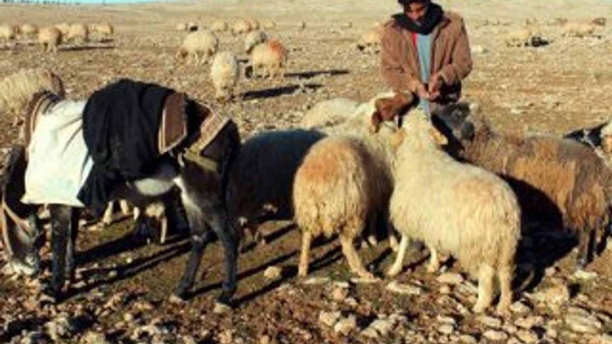 İş dünyası çoban açığını Suriyelilerle kapatmak istiyor