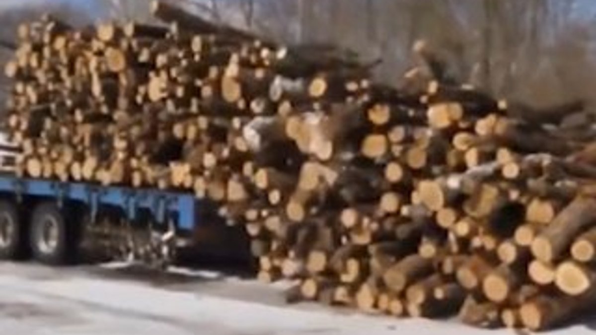 Kamyon şoförü gaz fren yaparak odunları boşalttı