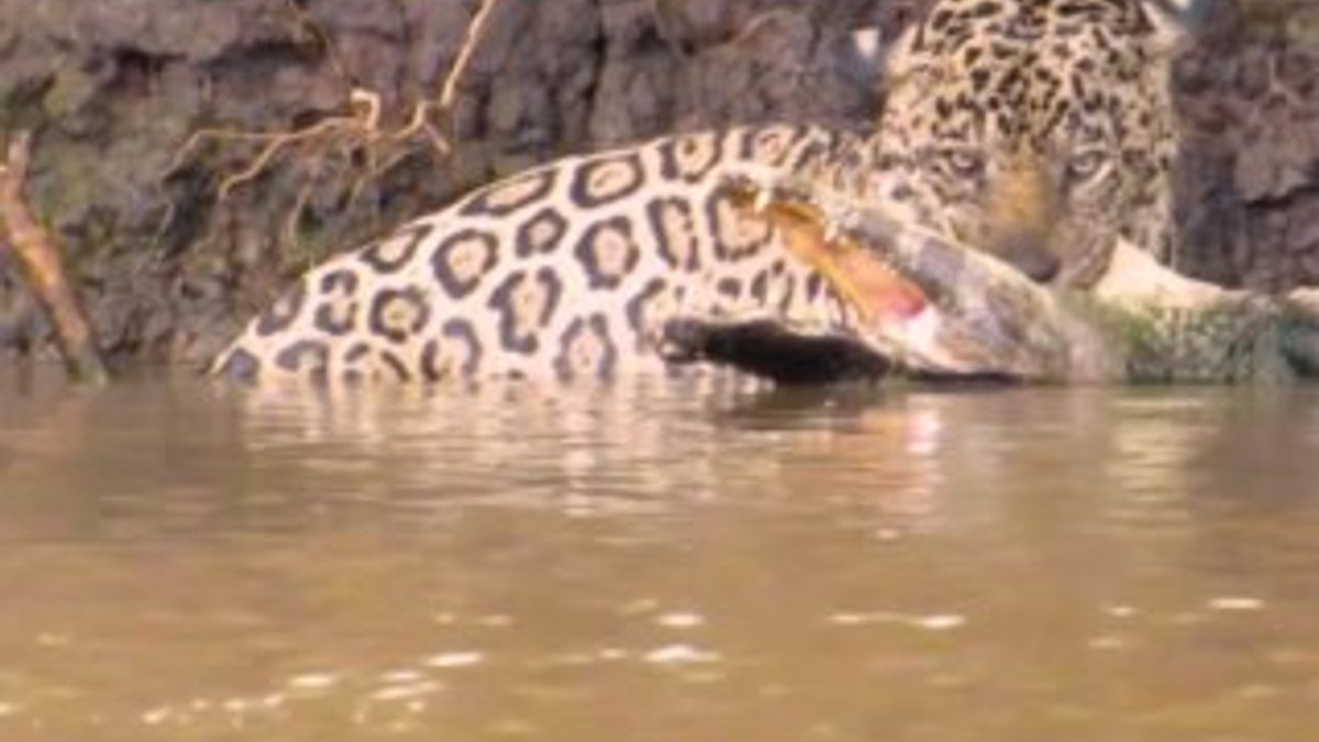 Timsah jaguara av olmaktan kurtulamadı İZLE