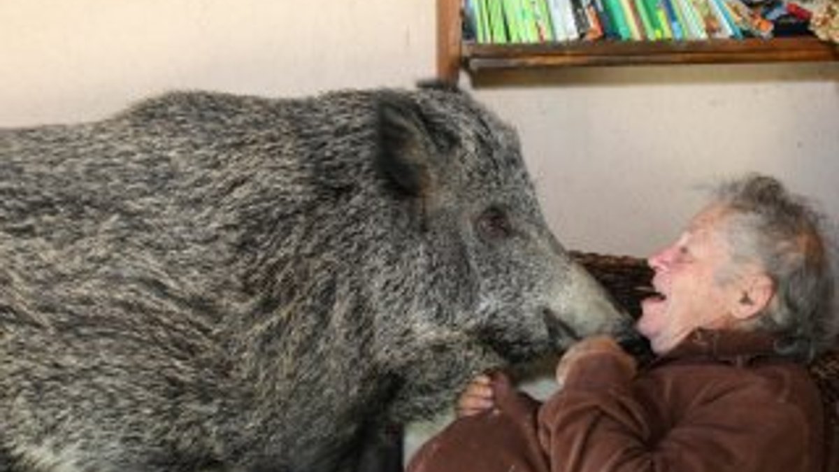 İtalya'da yaşlı adam evinde yaban domuzu besliyor