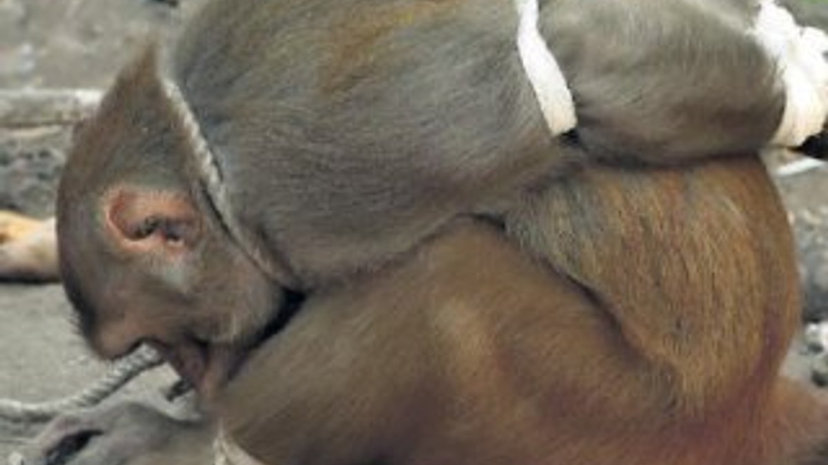Hırsızlık yapan maymun domuz bağıyla bağlandı