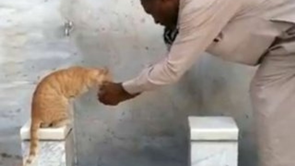 Kutsal topraklarda kediye elleriyle su içirdi - İZLE