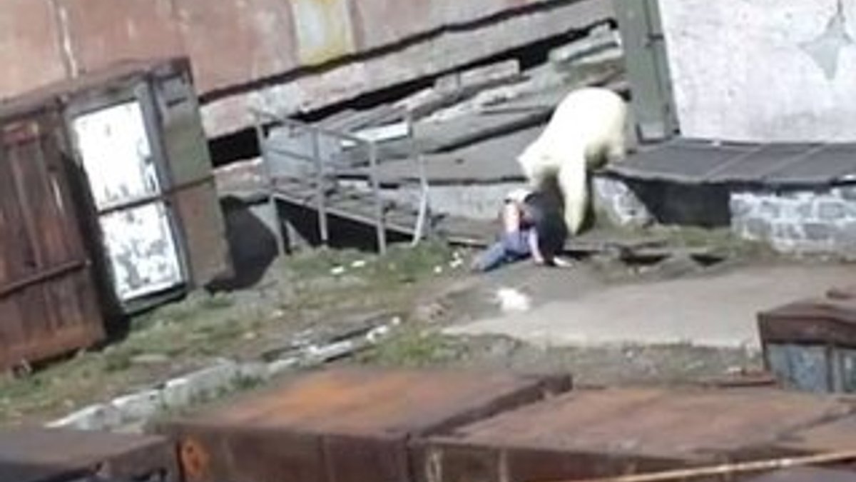 Rusya'da aç kutup ayısı kadına saldırdı