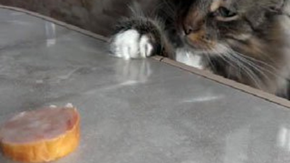 Açlıkla vicdanı arasında kalan kedi İZLE