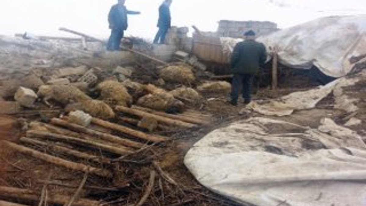Depremde hasar gören ahır çöktü: 70 hayvan telef oldu