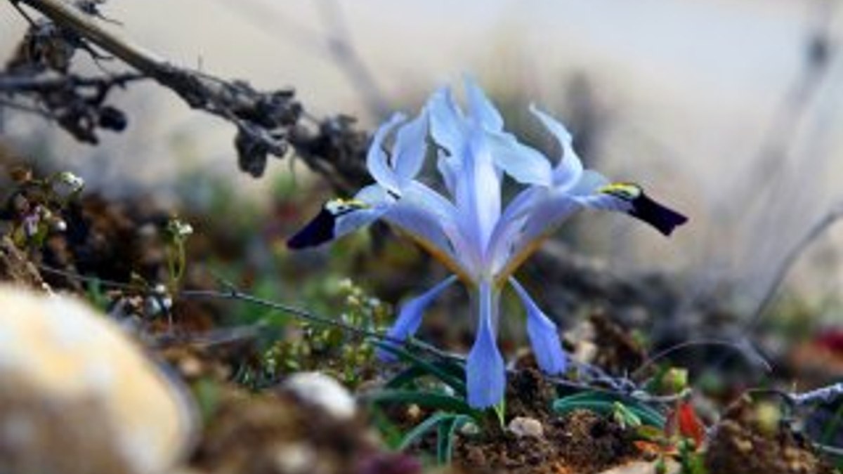 Baharın müjdecisi Nevruz çiçekleri açtı