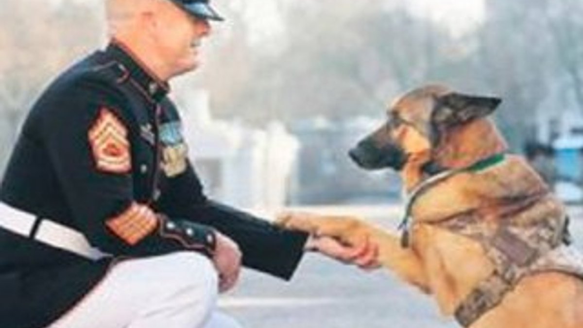 ABD ordusunun Lucca isimli köpeğine onur madalyası