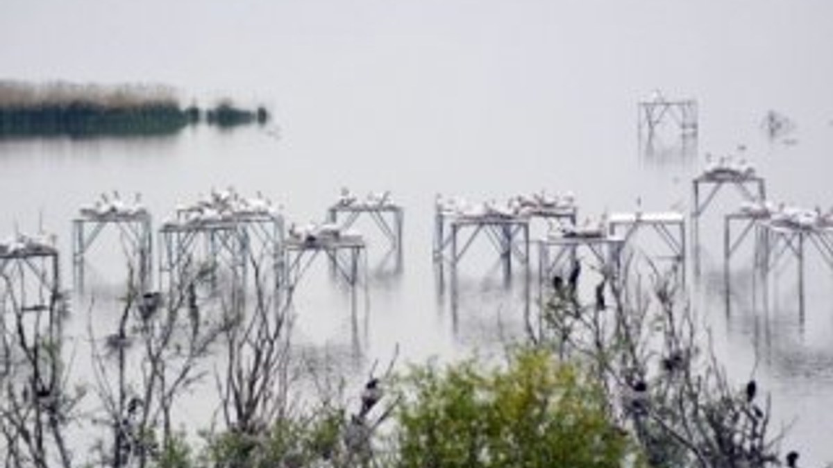 Pelikanlar Manyas'ta kuluçkaya yattı