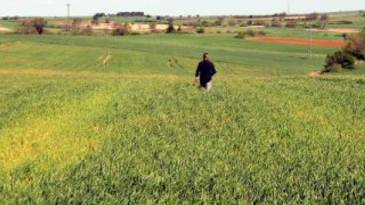 Edirne'de buğday tarlalarını virüs sardı