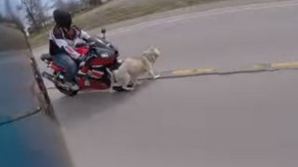 Otoyola giren köpeğin neden olduğu korkunç kaza kamerada