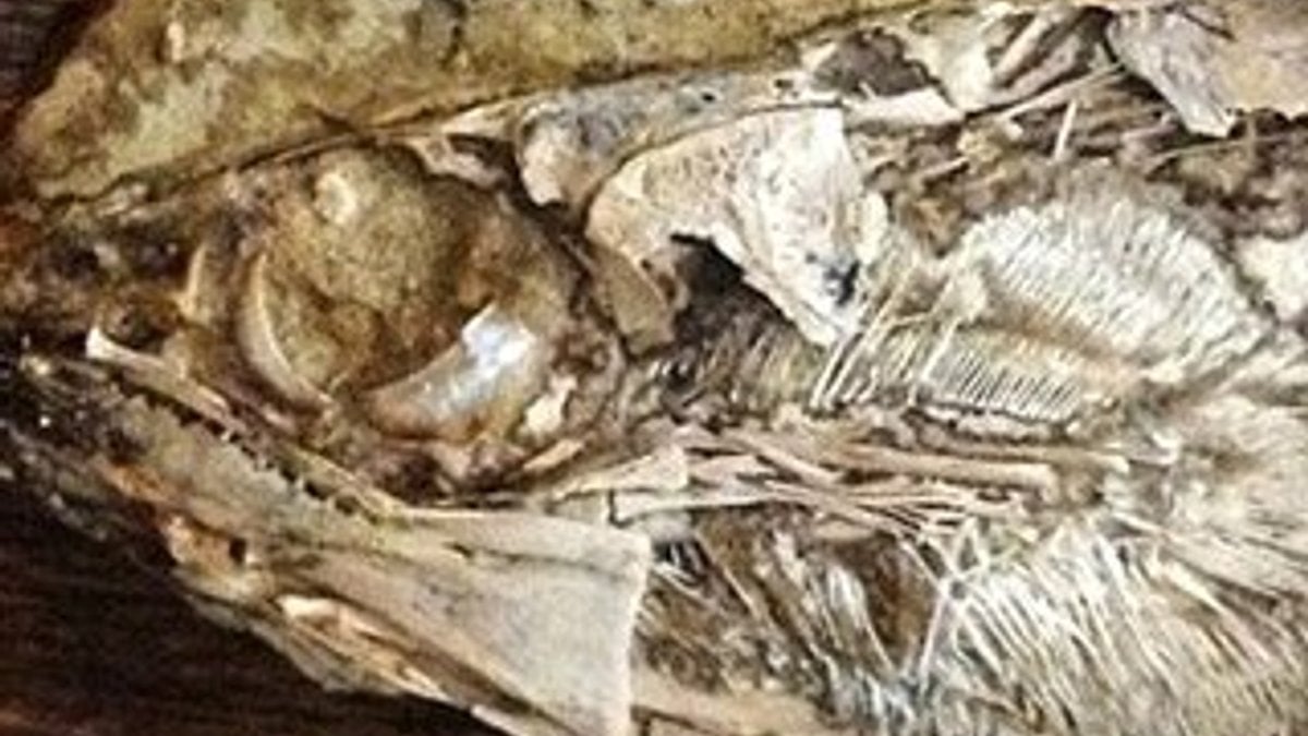 Dünyanın en yaşlı kalbine sahip fosil bulundu