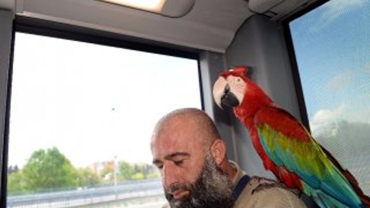 Sahibiyle metrobüse binen papağan Allah diyor