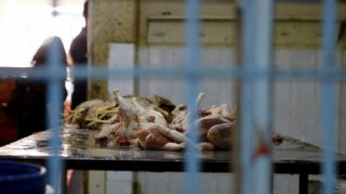 İzmir'de kaçak tavuk kesimi operasyonu