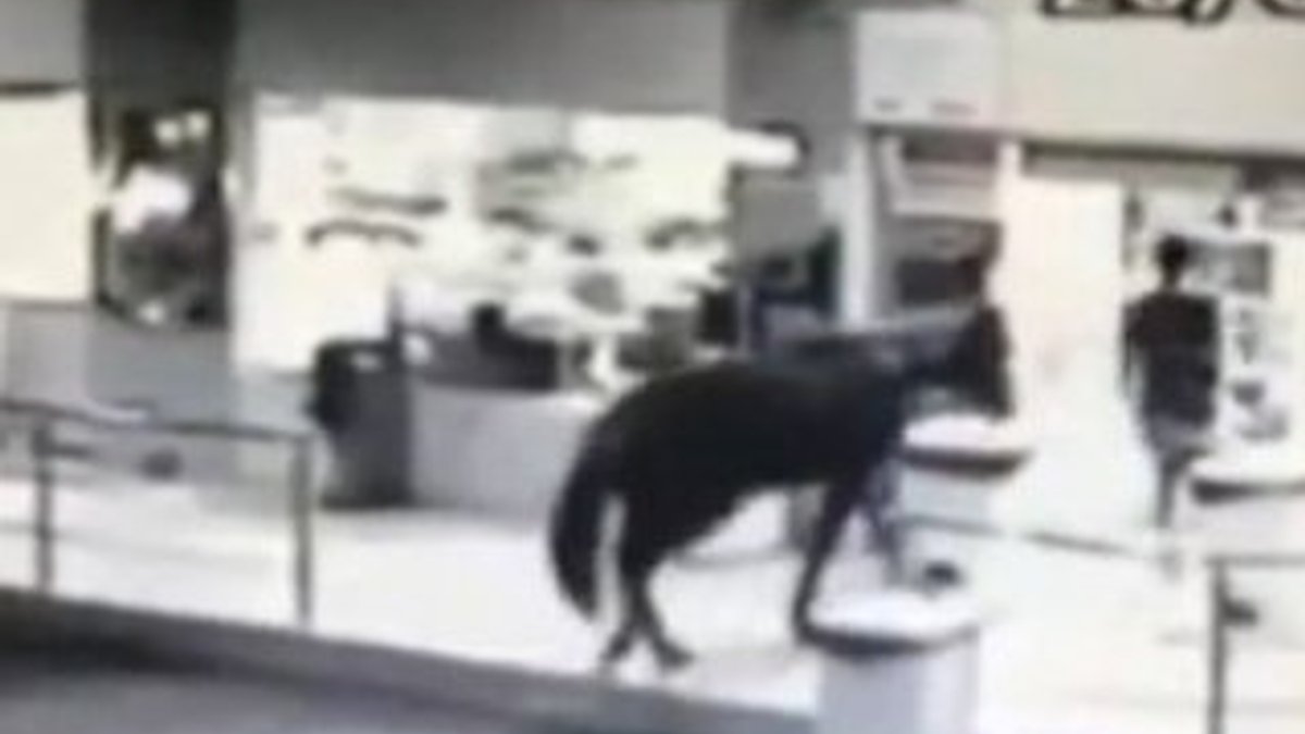 Brezilyalı hırsız atla benzinlik soydu