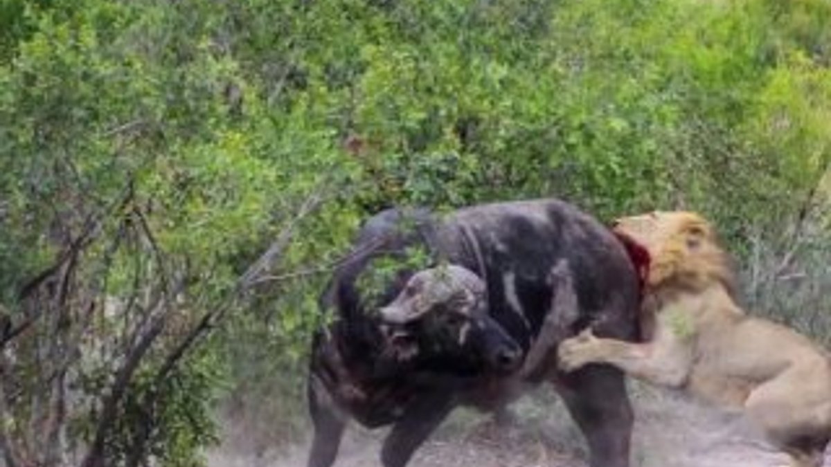 Bufalo yavrusunu aslanlardan koruyamadı İZLE