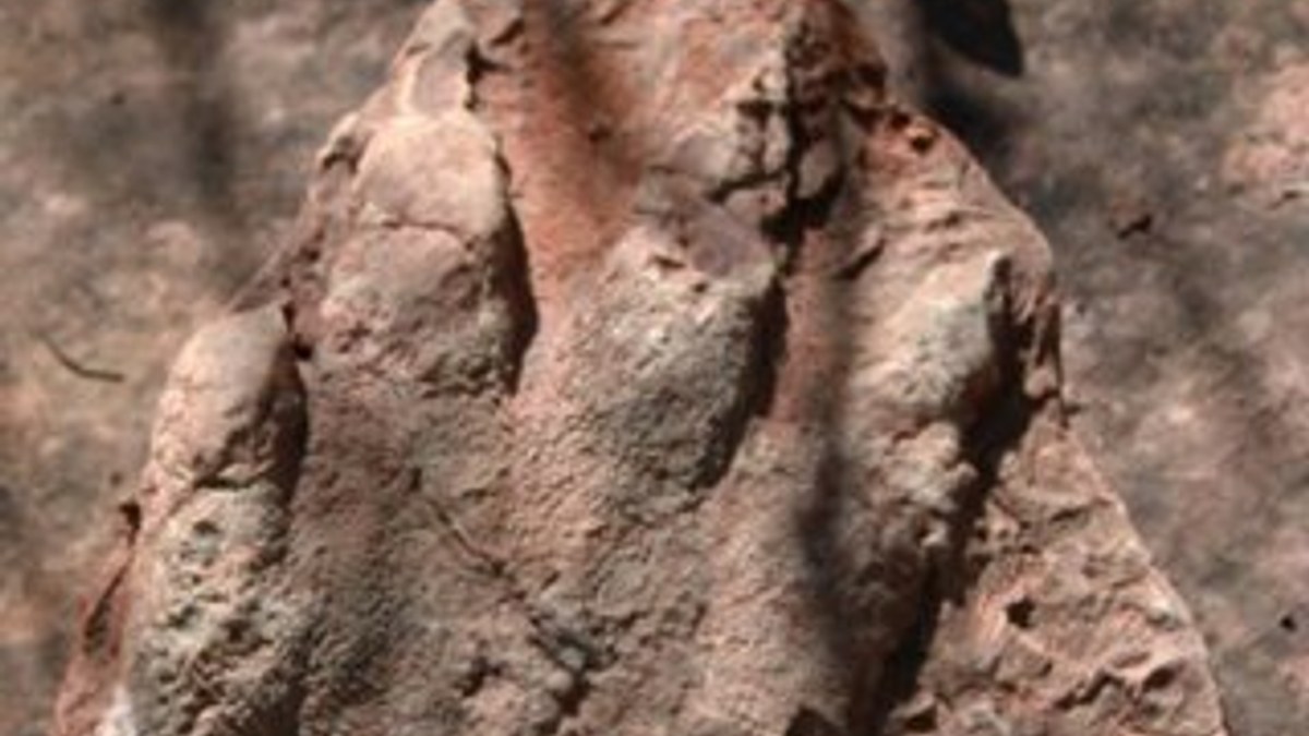 İspanya'da 230 milyon yıllık ayak izi fosili bulundu