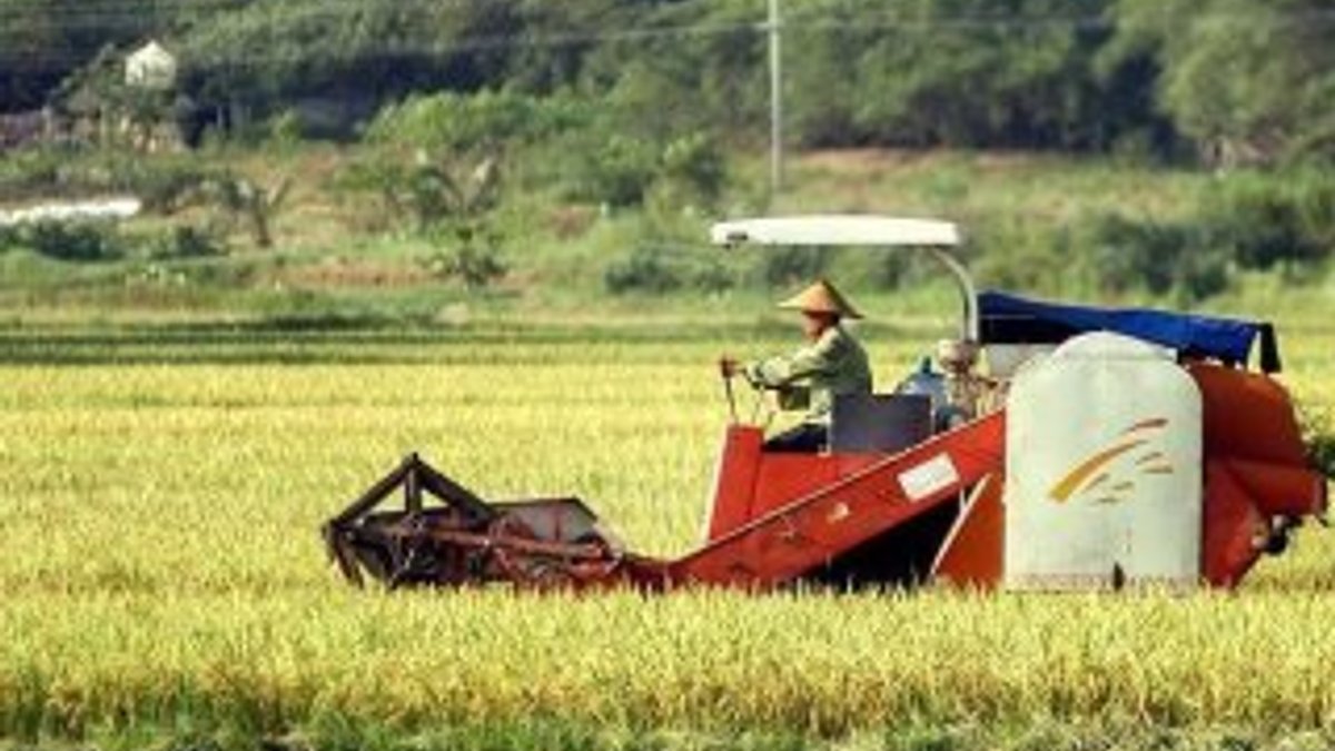 Çin'de 8 bin yıllık pirinç tarlası bulundu