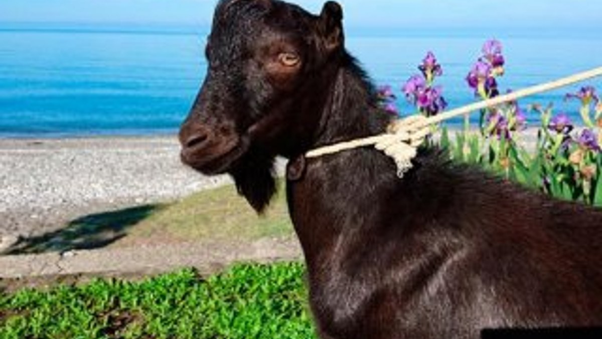 Rusya’da keçiye verilen isim tartışmalara yol açtı