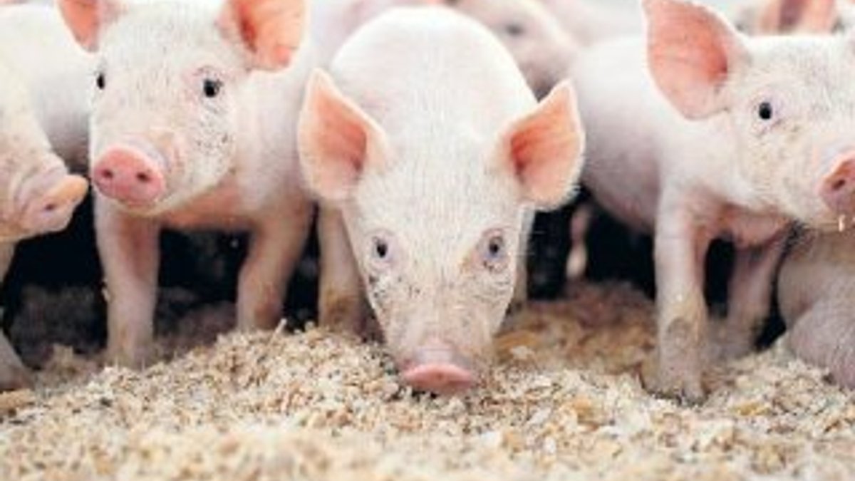 ABD'li uzmanlar domuzlarda insan organı geliştirecek